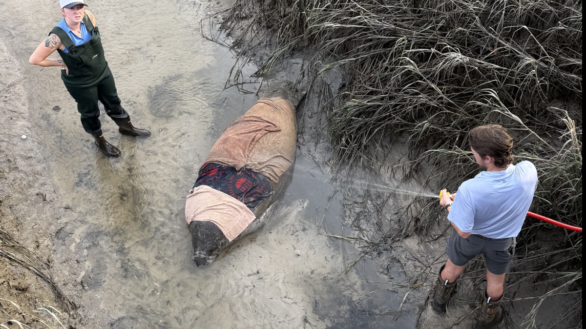 Staff and community members stepped in to keep the manatee stable when it was stranded at Hole 9 at Crescent Pointe Golf Club.