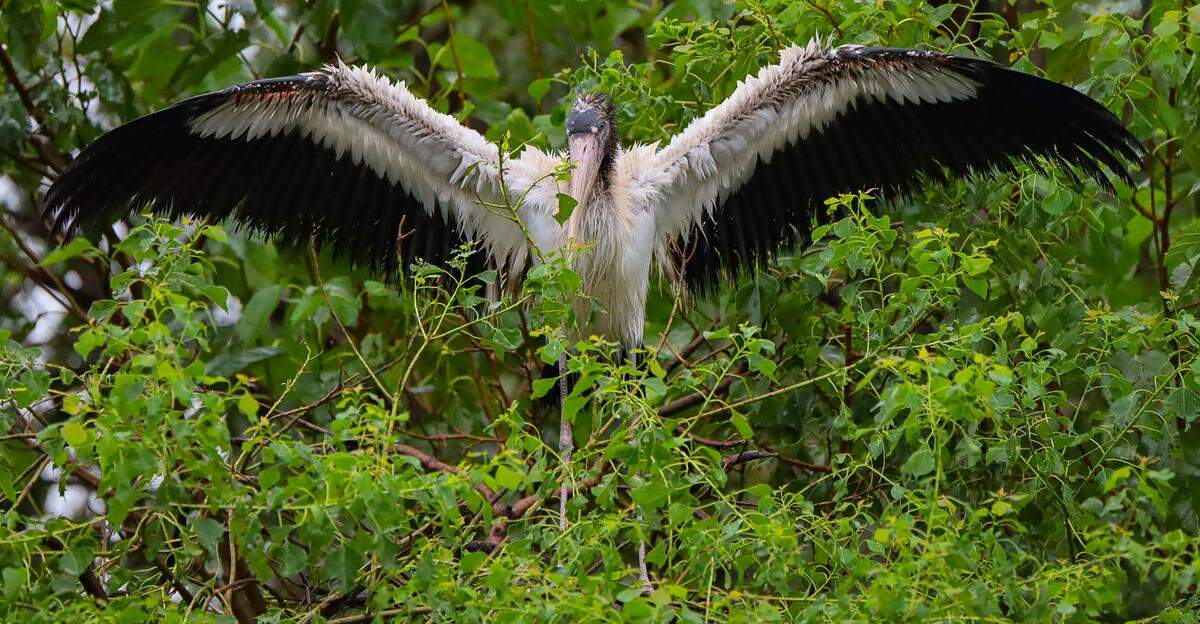 A soggy wood stork at Cypress Wetlands in Port Royal, which has been closed until further notice because of minor damage caused by Tropical Storm Debby.