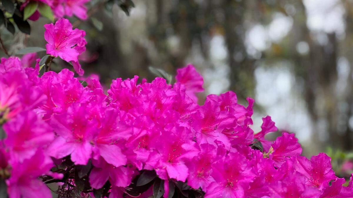 Stunningly beautiful azaleas like this one love Western Washington’s climate and acidic soil.