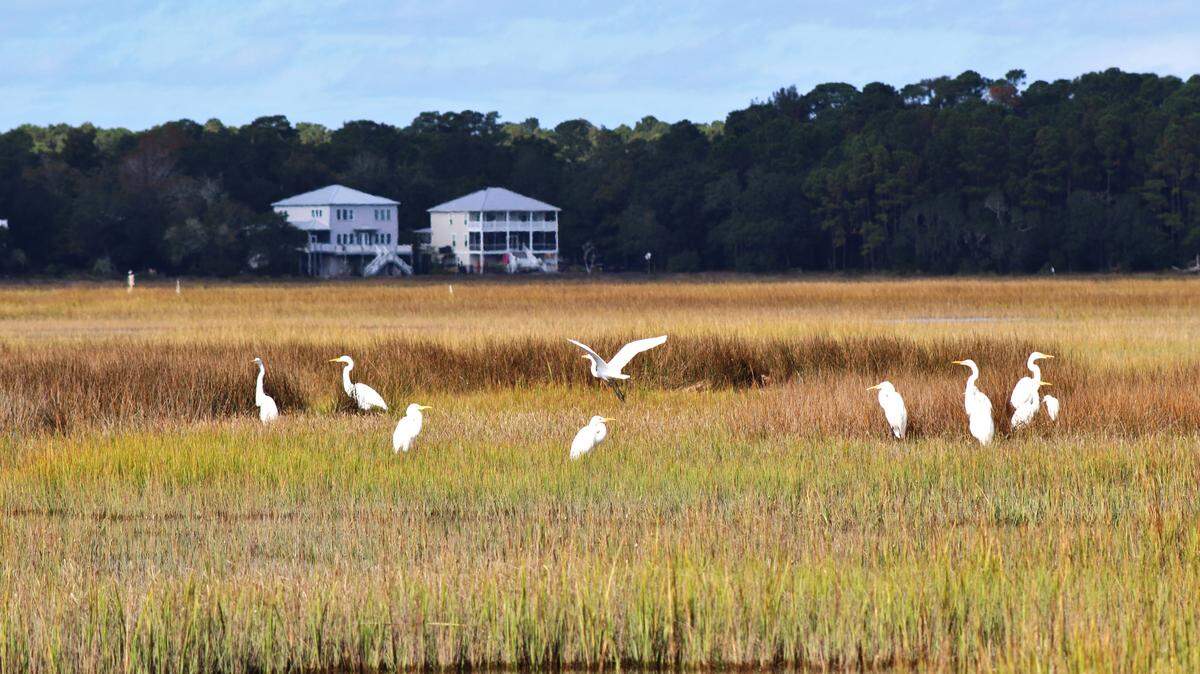 Huntington Beach State Park near Georgetown is right at the entrance of Murrells Inlet. Wildlife, such as this flock of egrets, can readily be observed year-round as the park provides an important habitat for shorebirds and migrating songbirds.