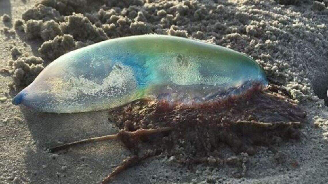 A dozen Portuguese man-of-war jellyfish spotted on Hilton Head today. Beachgoers, beware