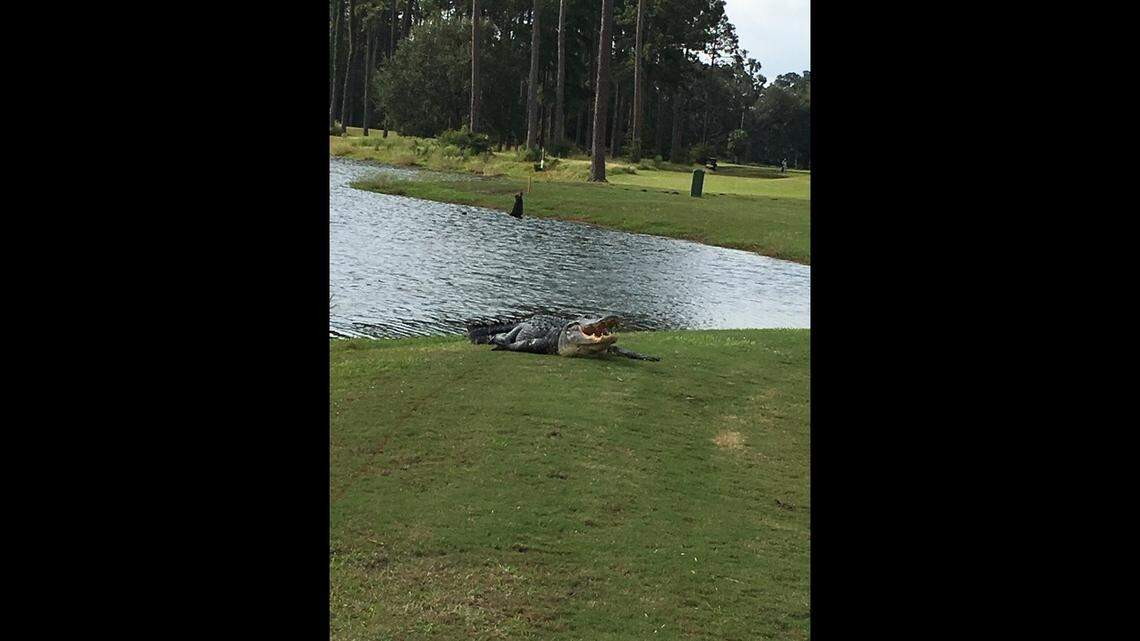 An alligator suns itself at the Legends at Parris Island Golf Course. The well-known alligator is believed to be the largest gator living on the golf course.