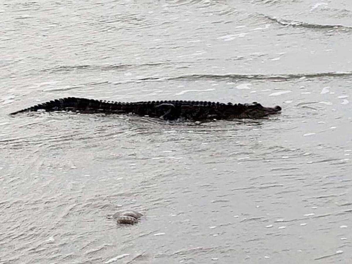 An alligator swam close to shore on Hilton Head Island Monday morning. Alligators, although not frequent beach visitors, can survive in salt water for a few days.