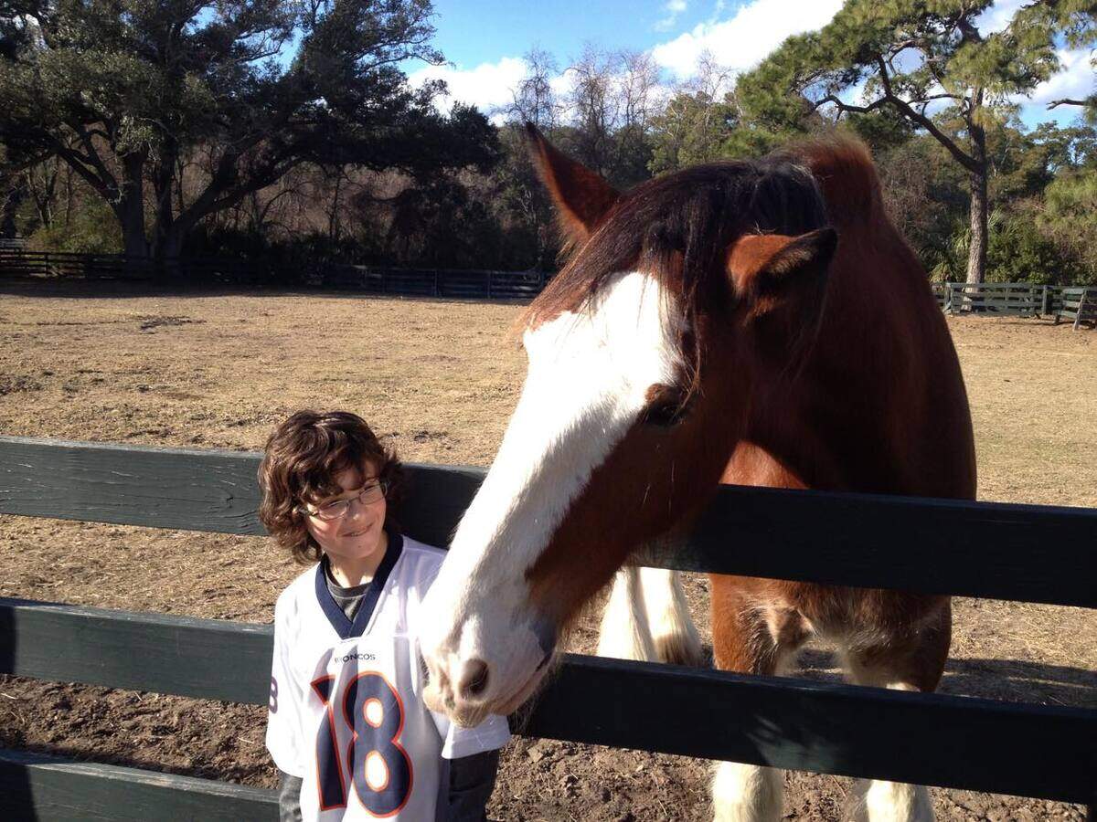 Harley greets a young fan at his home in Lawton Stables. The 17-year old Clydesdale died unexpectedly on Monday.