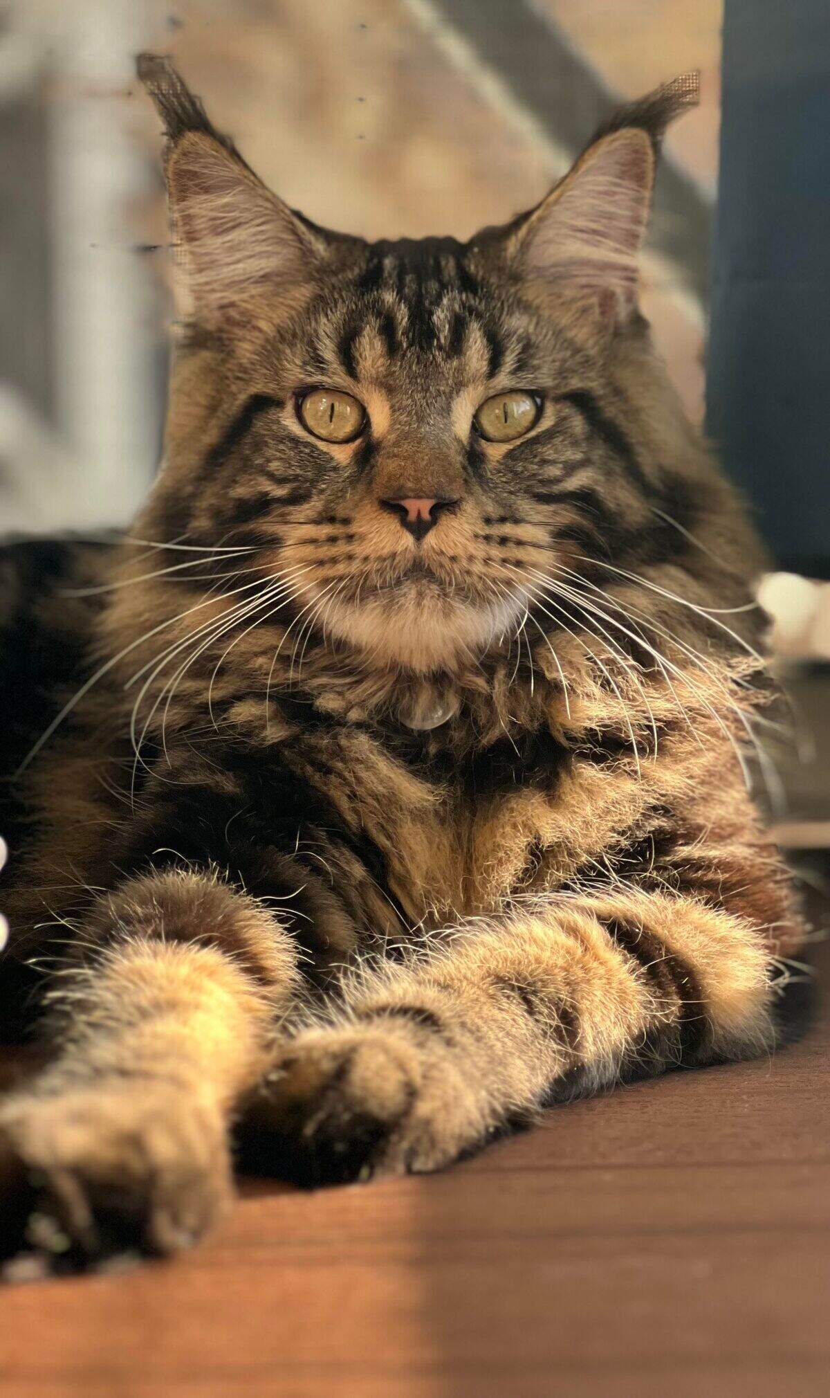 Solomon is the 2025 Cutest Cat in the Lowcountry Photo Contest winner.