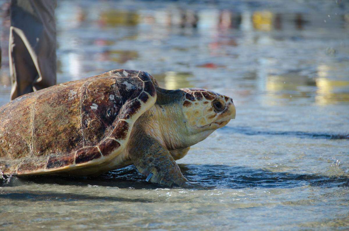 Pluff, a juvenile loggerhead sea turtle found trapped in pluff mud in a Hilton Head Island marsh, was nursed back to health at the SC Aquarium in Charleston and released at Folly Beach on Oct. 10, 2013.