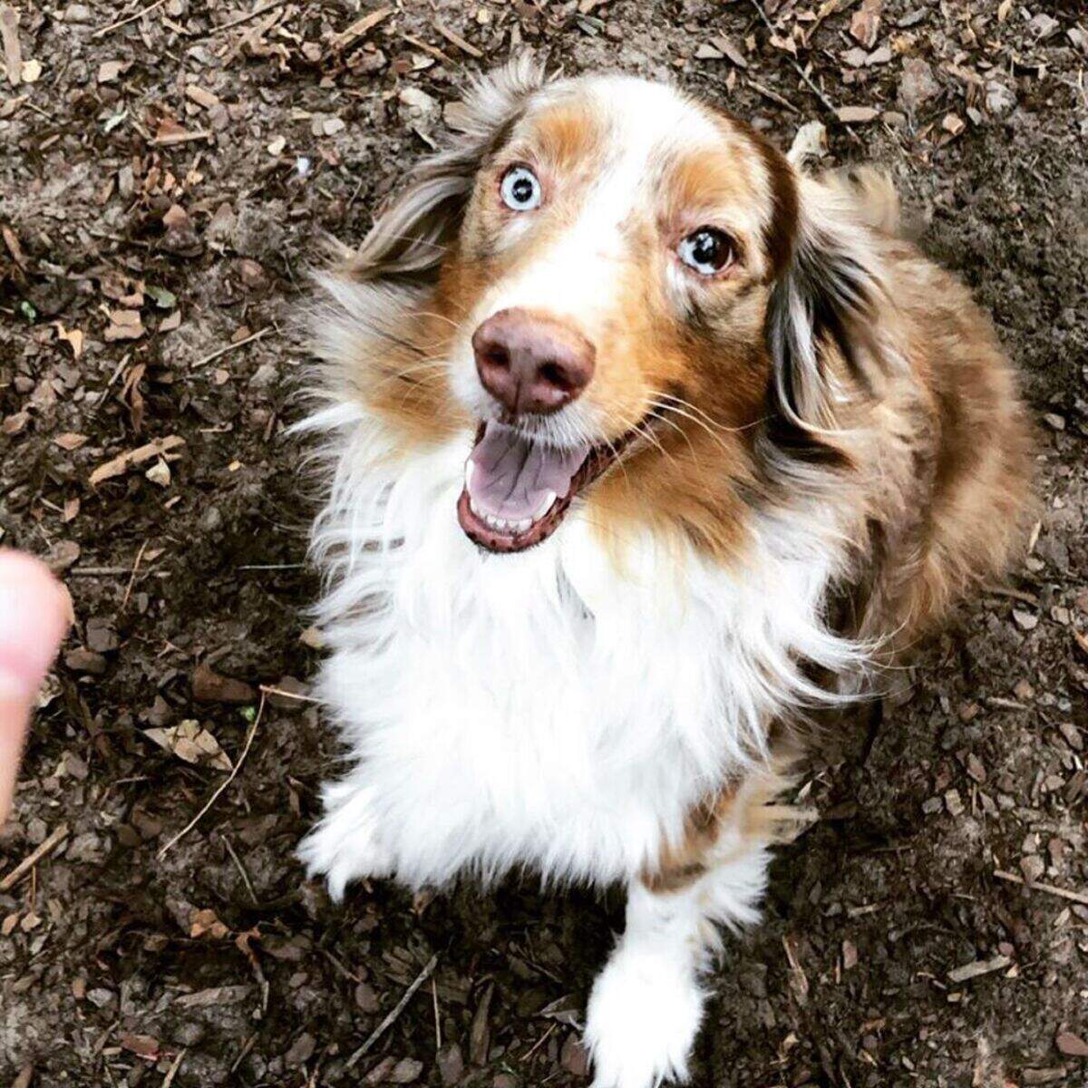 Simon, a 5-year-old Australian Shepherd, was saved from a house fire in Palmetto Dunes Monday night. He likely survived because his owners forgot to kennel him.