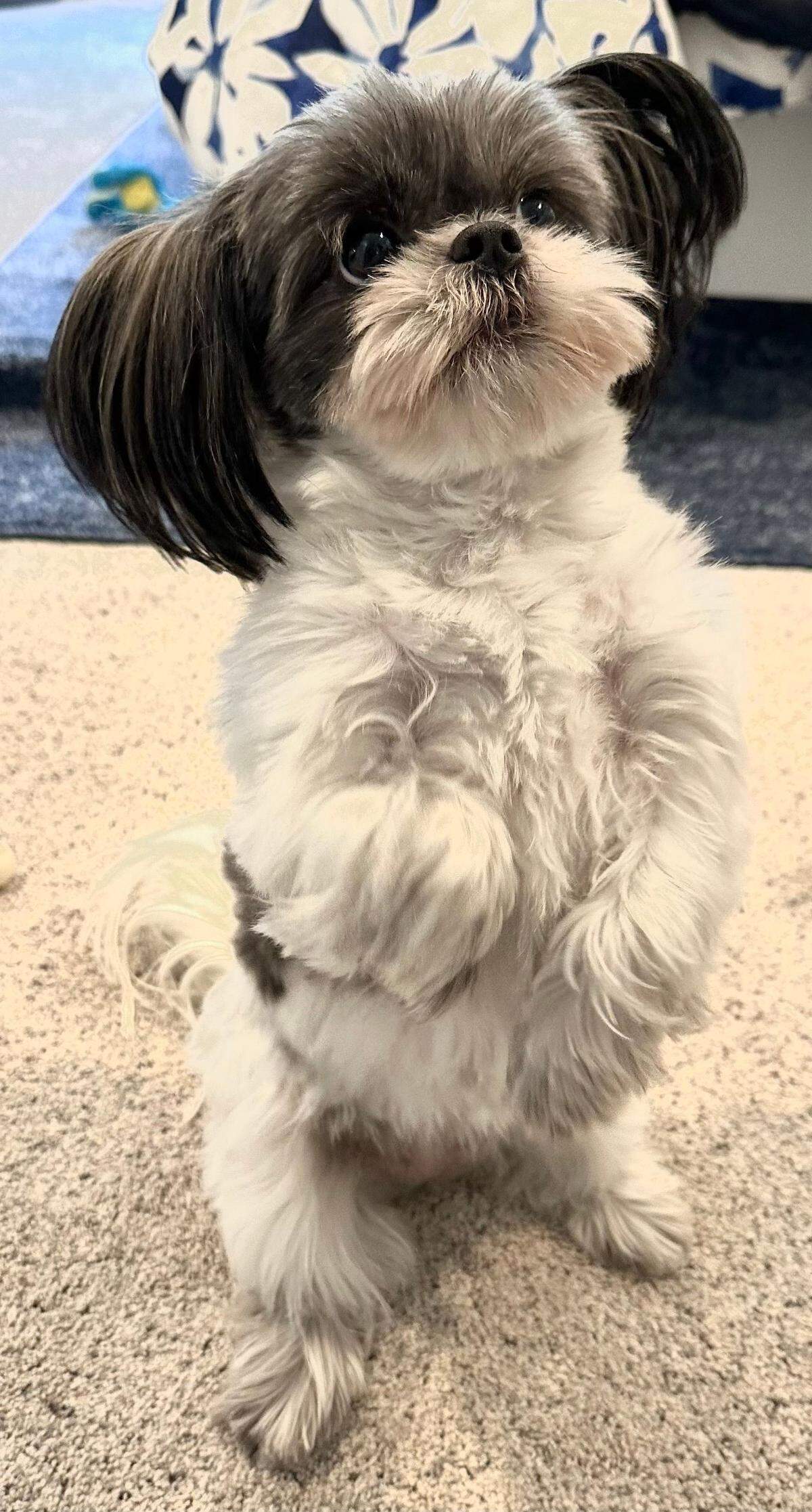 Mellie Bea is the 2025 Cutest Dog in Myrtle Beach Photo Contest winner.