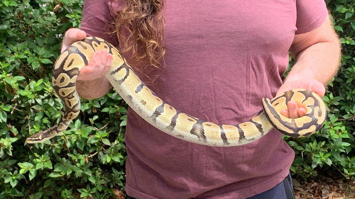 This ball python, found on a patio chair at a Beaufort home, measured 51 inches.