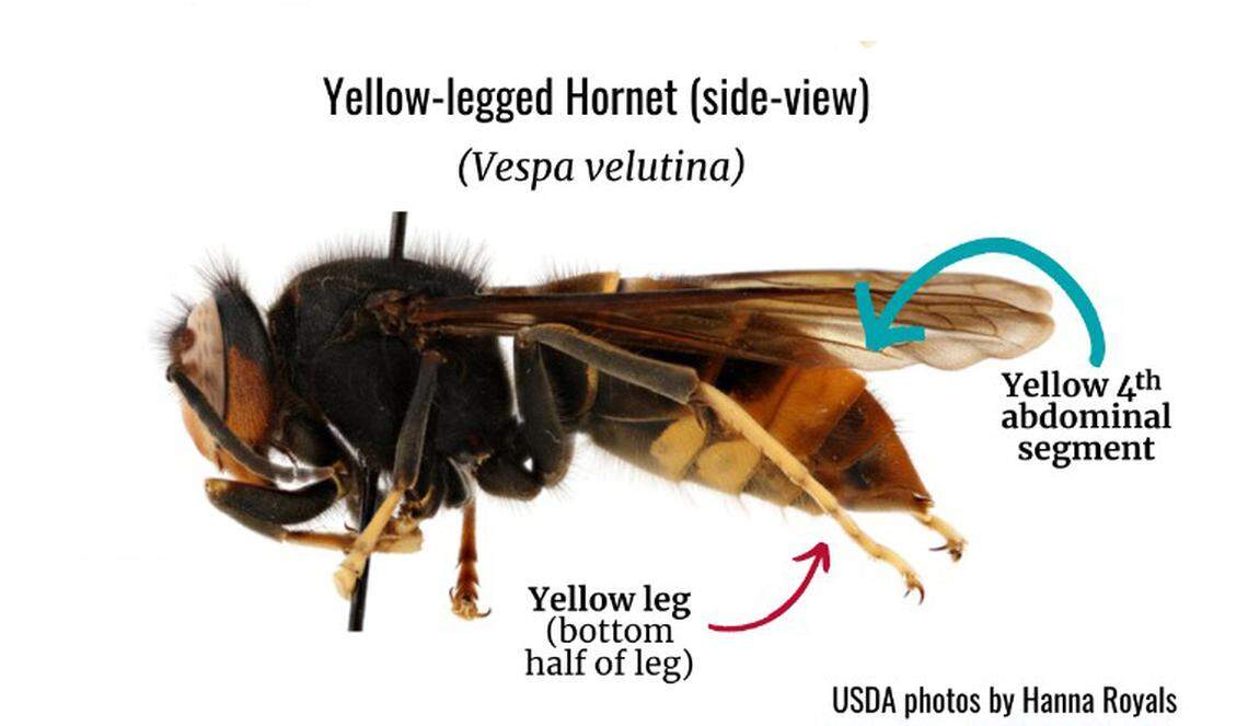 How to identify a yellow-legged hornet