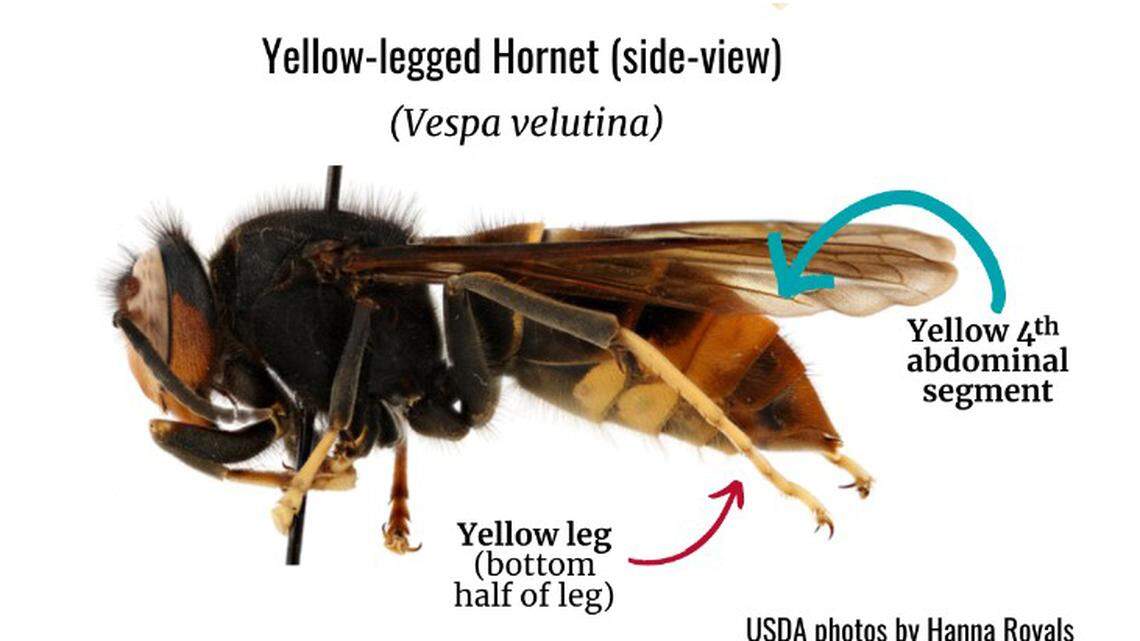 Invasive yellow-legged hornet queen captured in Jasper County. How they kill honey bees