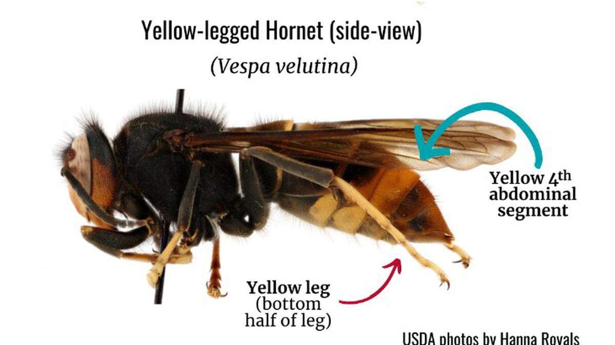 How to identify a yellow-legged hornet