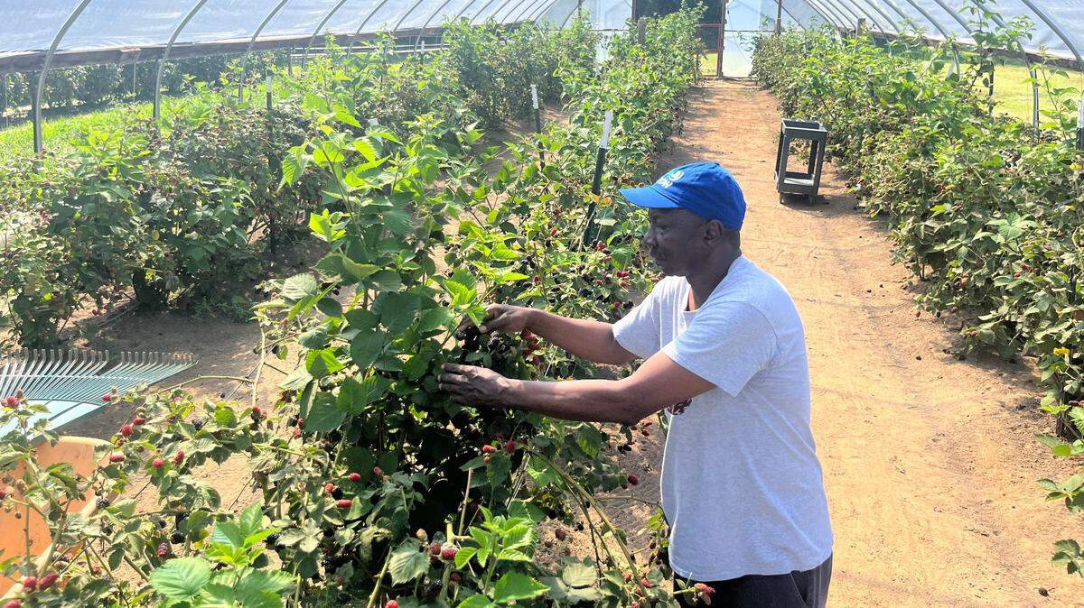 Roy Green looks over his blackberries in a “high tunnel” building at Simply Green Farm.