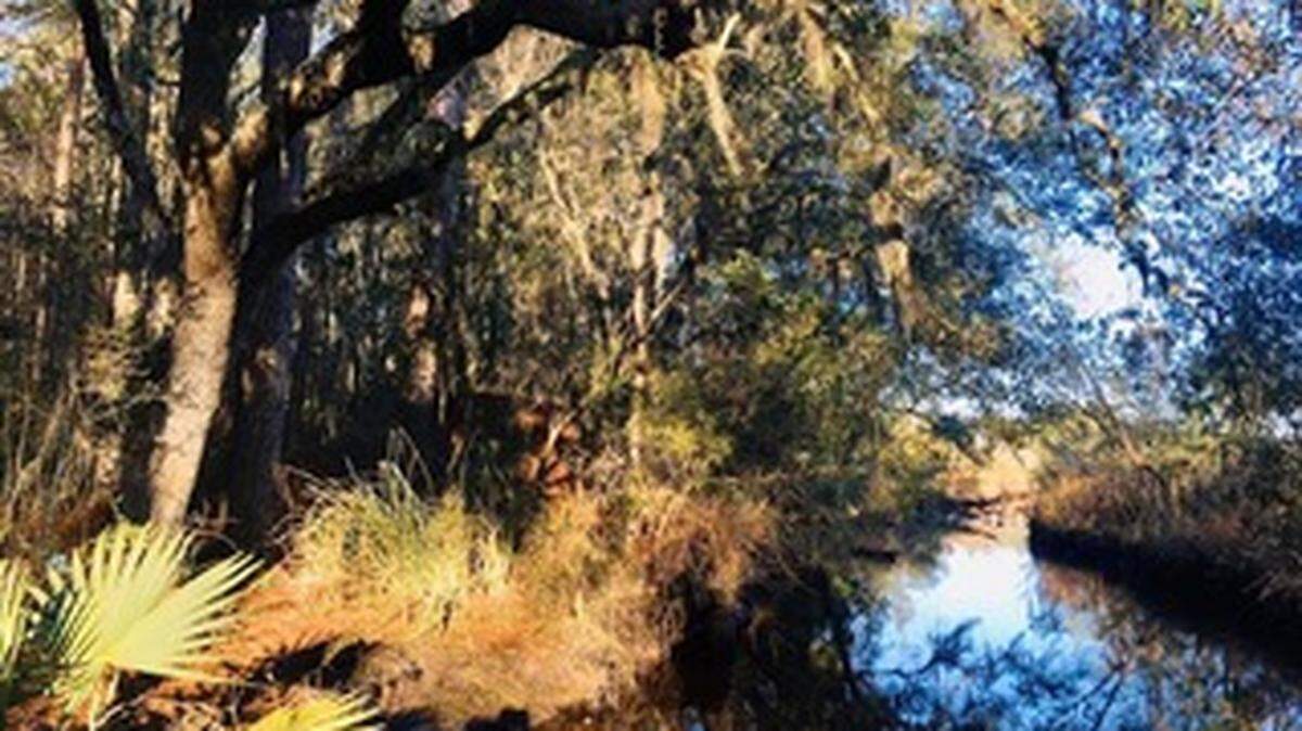 Defense of Savannah on the New River: On the Jasper County side of the New River stand two earthwork forts that once housed Confederate cannon and troops as part of the outer ring of defenses for Savannah. Located on private property, they are inaccessible to the public but easy to spot along Highway 46. [Photo taken from highway right of way]