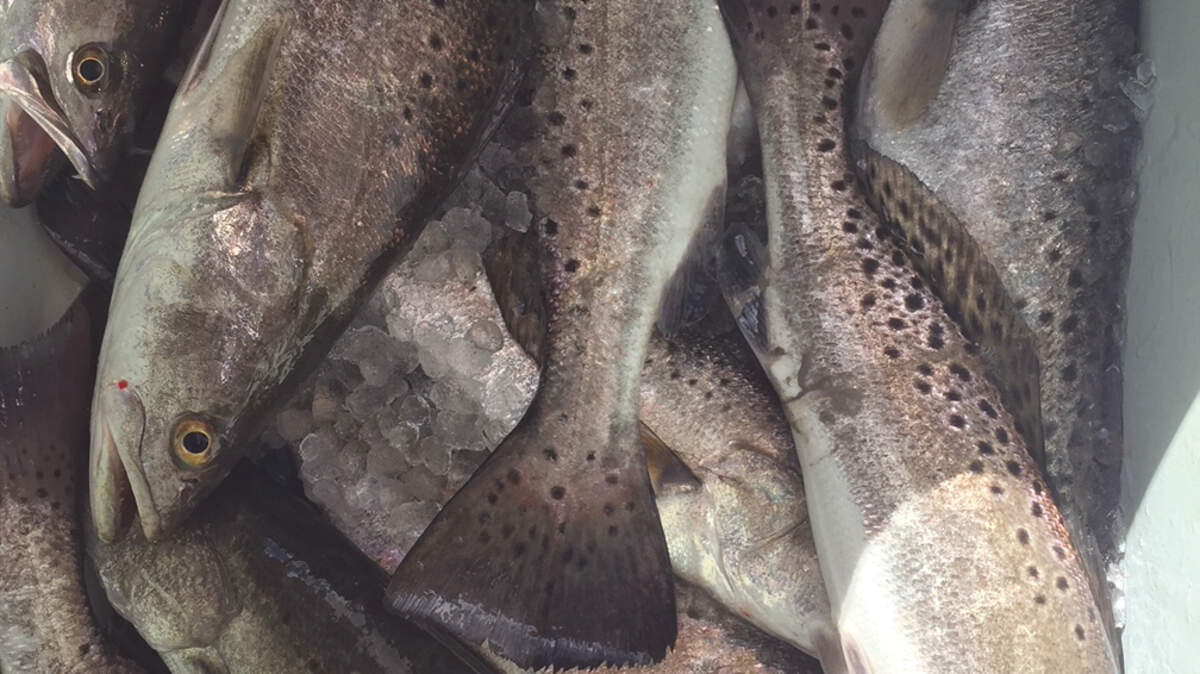 This catch of speckled sea trout is a good sign fall is at our doorstep.