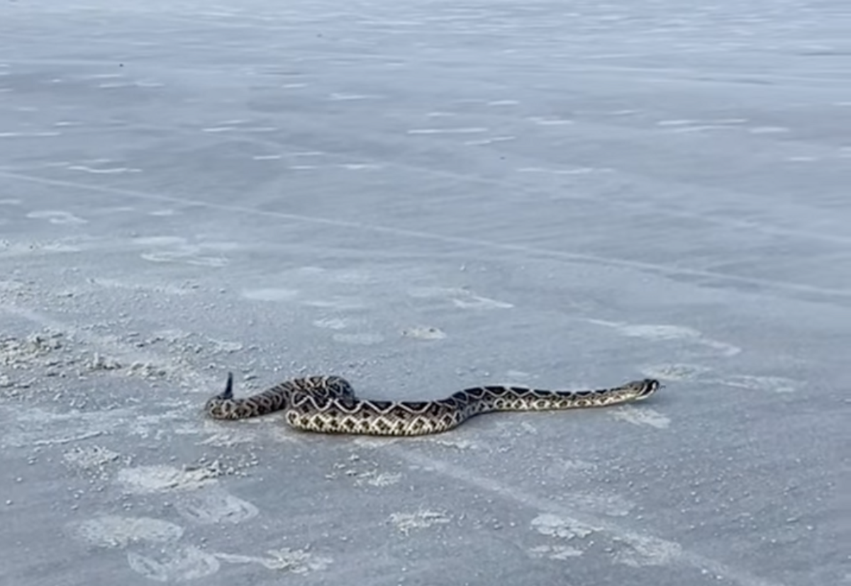 An eastern diamondback rattlesnake was captured slinking across a Hilton Head Island beach Monday afternoon. The island’s beach patrol says the reptile was relocated without any issues to beachgoers.