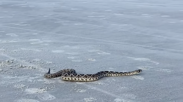 Venomous rattlesnake slithers the sands of Hilton Head beach Wednesday, video shows