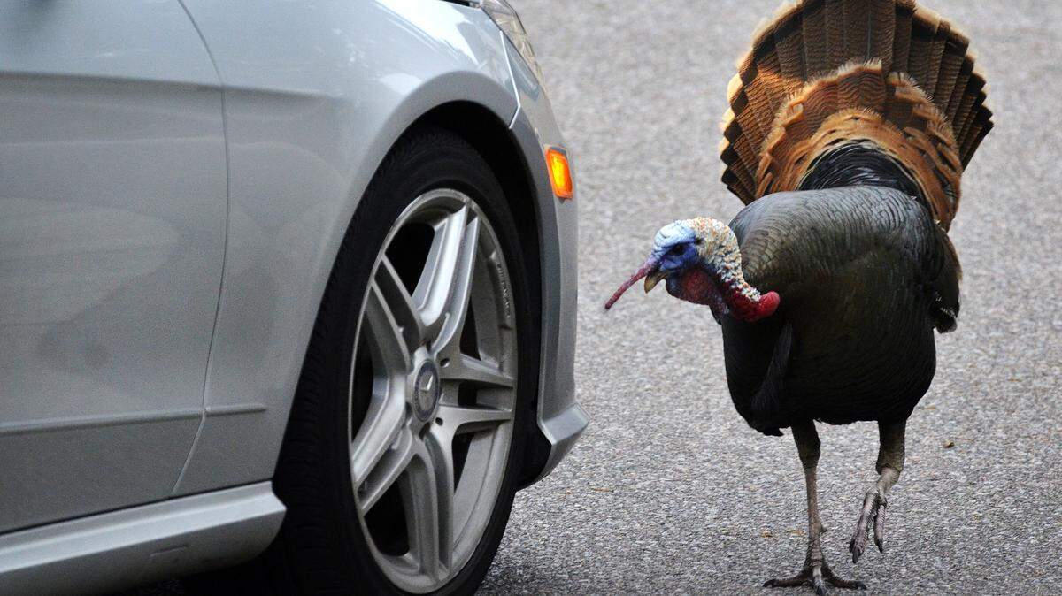 A wild turkey confronts Bill Capshaw's vehicle after circling it several times and pursuing the vehicle while the vehicle was in motion for an entire block while at The Crescent in Bluffton on Dec. 30, 2014.