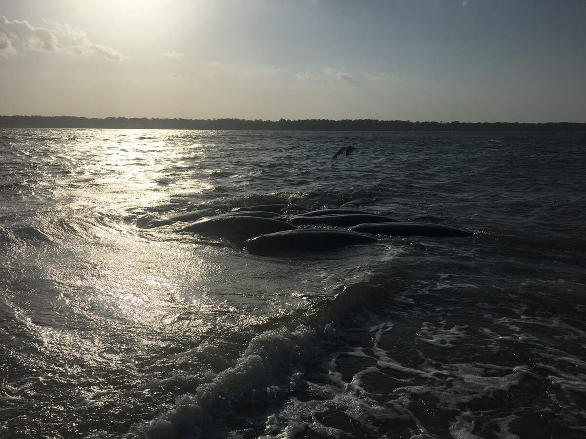 A mating herd of manatees spotted off Hilton Head Island on Friday.