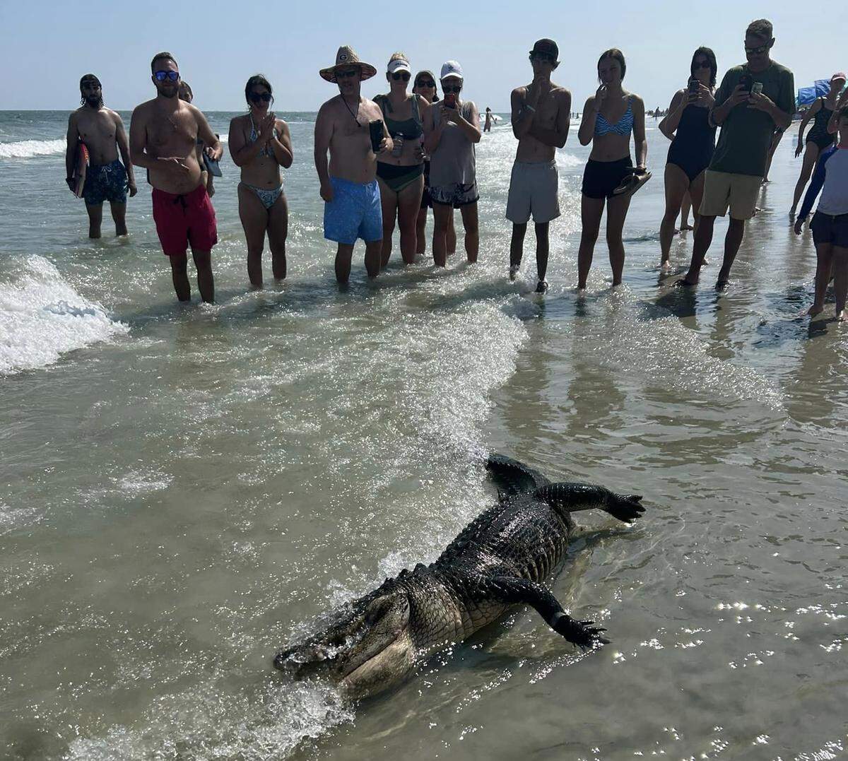 An alligator carcass drew a crowd at Coligny Beach after it washed ashore the afternoon of July 29. The large reptiles venture into saltwater “pretty regularly” to find food or travel to other freshwater channels, according to Morgan Hart, an alligator specialist at South Carolina’s Department of Natural Resources.