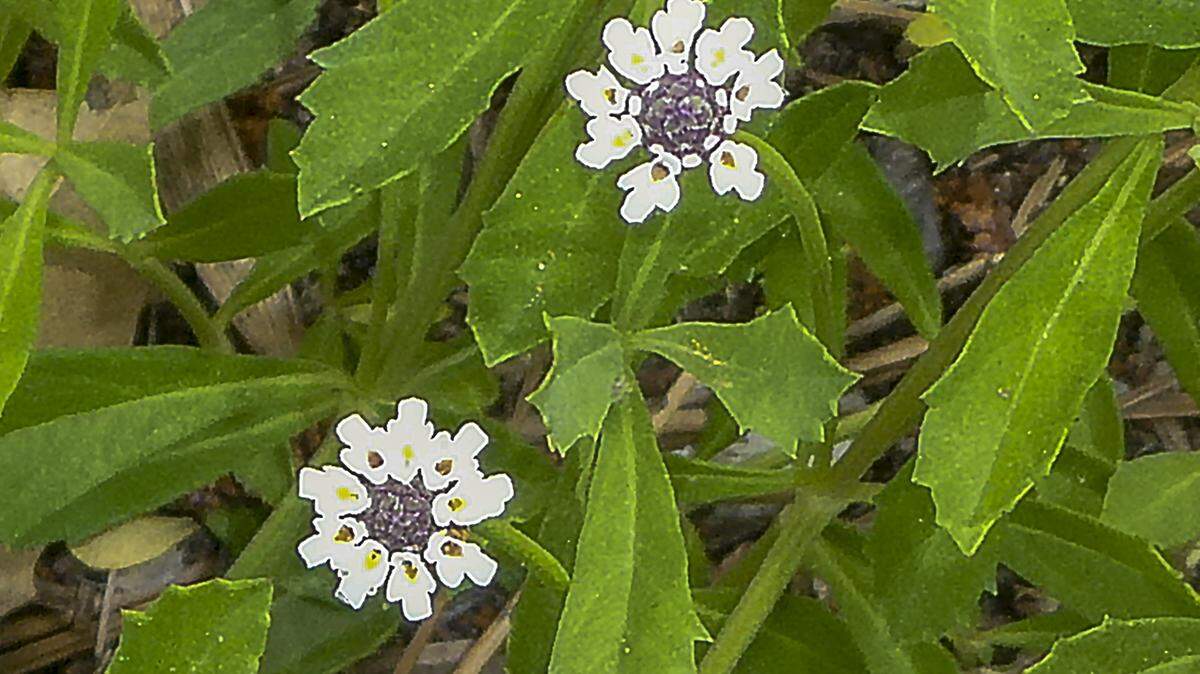 Frogfruit has compact clusters of tiny flowers attractive to butterflies and other pollinators.