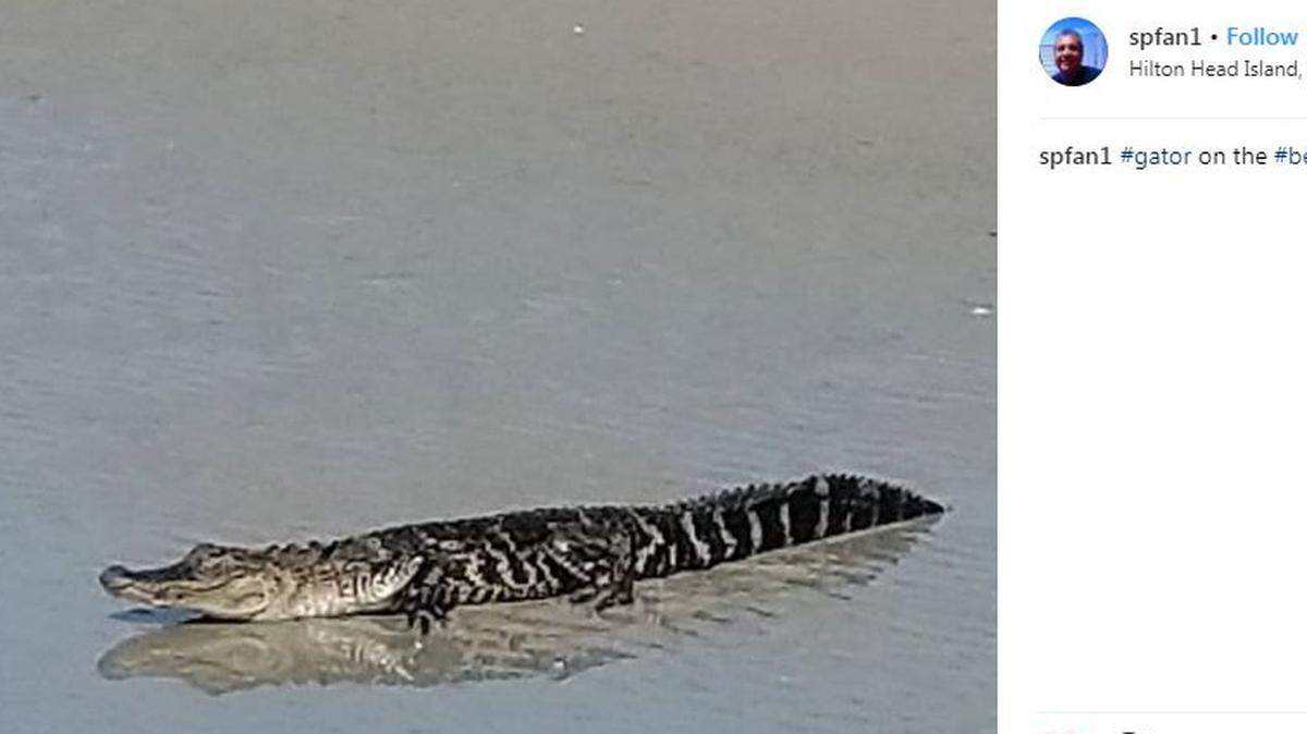 A Hilton Head beachgoer posted a photo on Instagram of a 4-foot alligator that was spotted Saturday, April 14, 2018 on Hilton Head's Sea Pines beach.