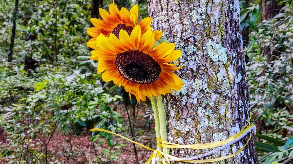 Three freshly cut flowers are tied to a tree in which a fatal single-vehicle collision on the curve of May River Road in the early morning hours of Sunday, June 11, 2023 in Bluffton. Two of the passengers were killed, a third was transported to a Savannah hospital with life-threatening injuries, according to the Bluffton Township Fire Department.