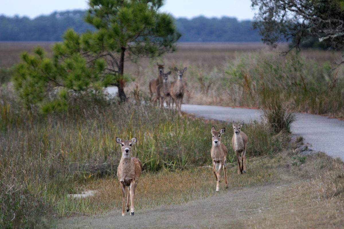 Several deer graze in a marsh on Fripp Island.
