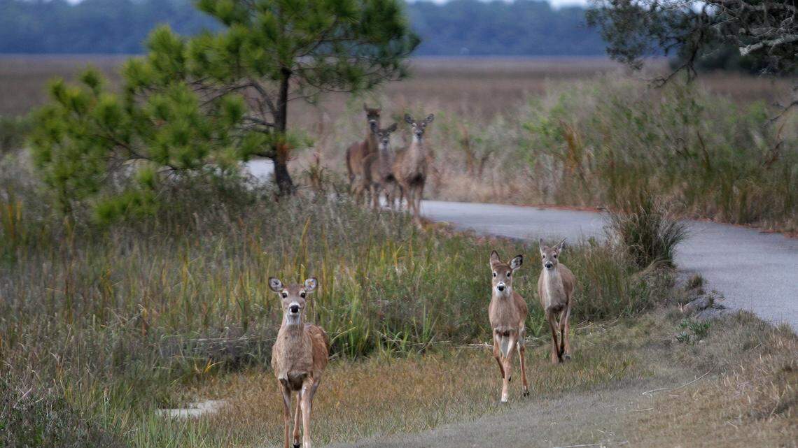 Hilton Head gated community to shoot deer to curb crashes, ‘vegetative destruction’