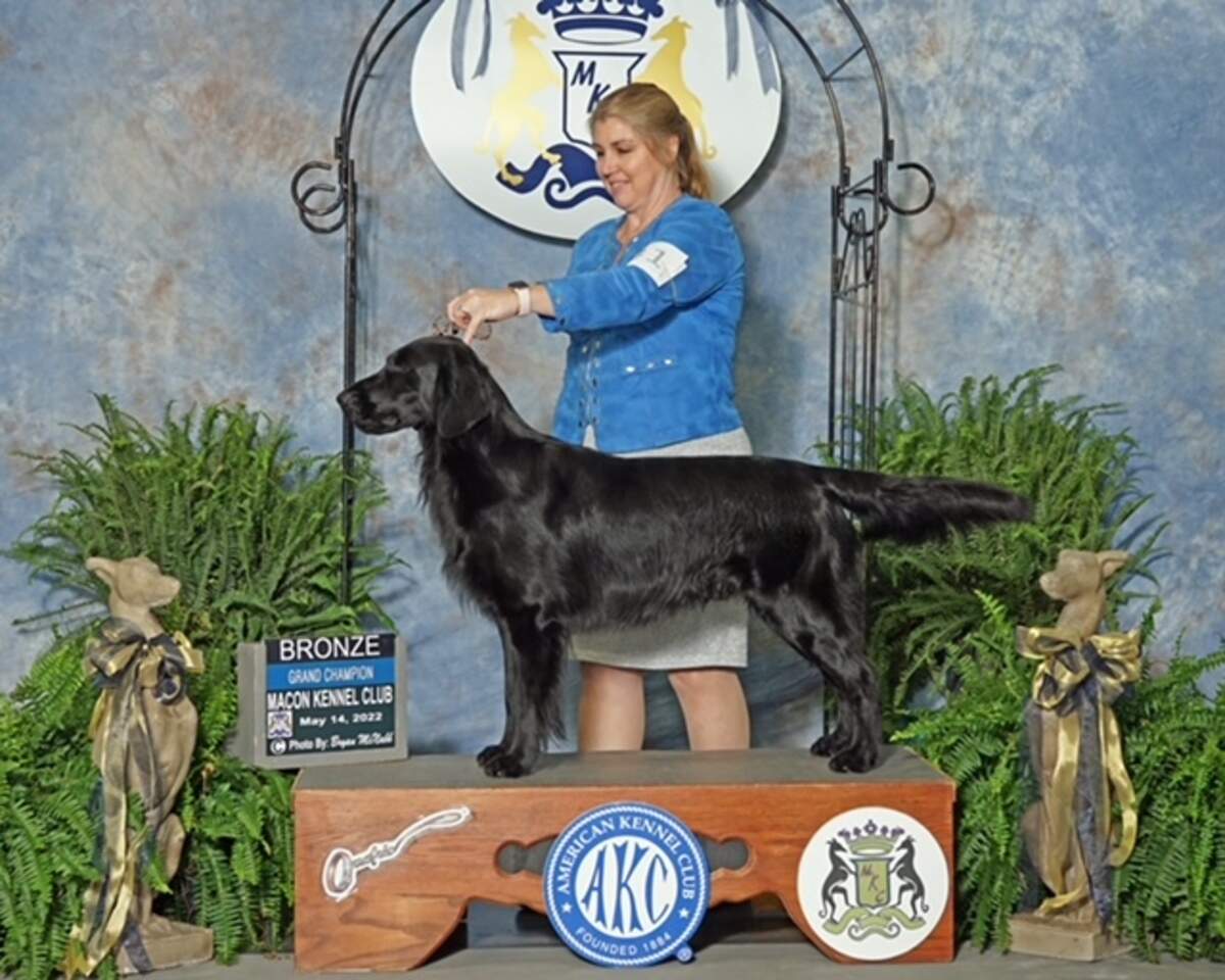 Ruger takes home the Grand Champion Bronze with his handler Andrea Elliot-Casterline in Perry, Georgia after earning 100 points in competition.