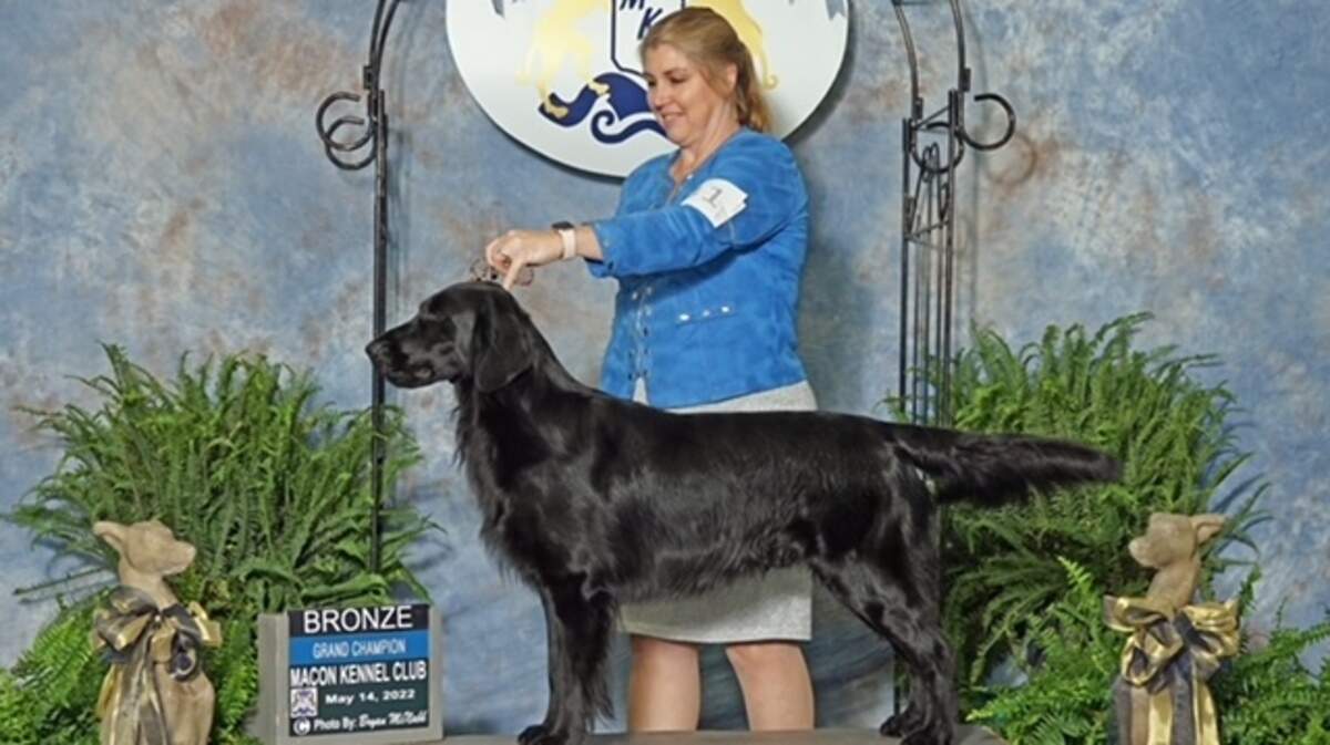 Ruger takes home the Grand Champion Bronze with his handler Andrea Elliot-Casterline in Perry, Georgia after earning 100 points in competition.