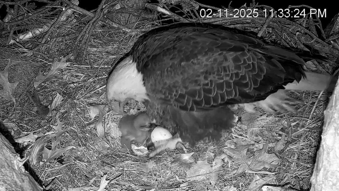 The eaglets have landed, second egg on popular Hilton Head eagle cam hatched