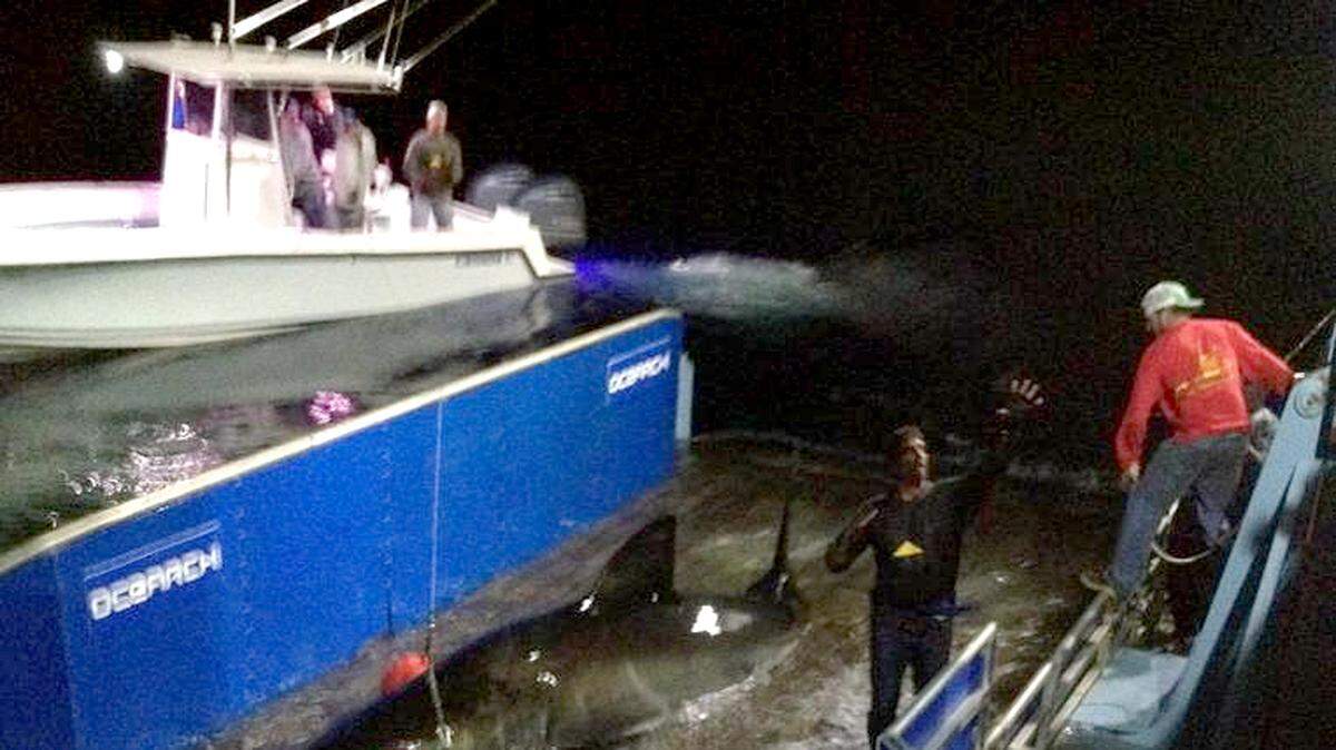The great white shark called Genie is shown when it was tagged on Sept. 13, 2012, off Cape Cod, Mass. The shark measured more than 14 feet and at the time weighed 2,292 pounds.