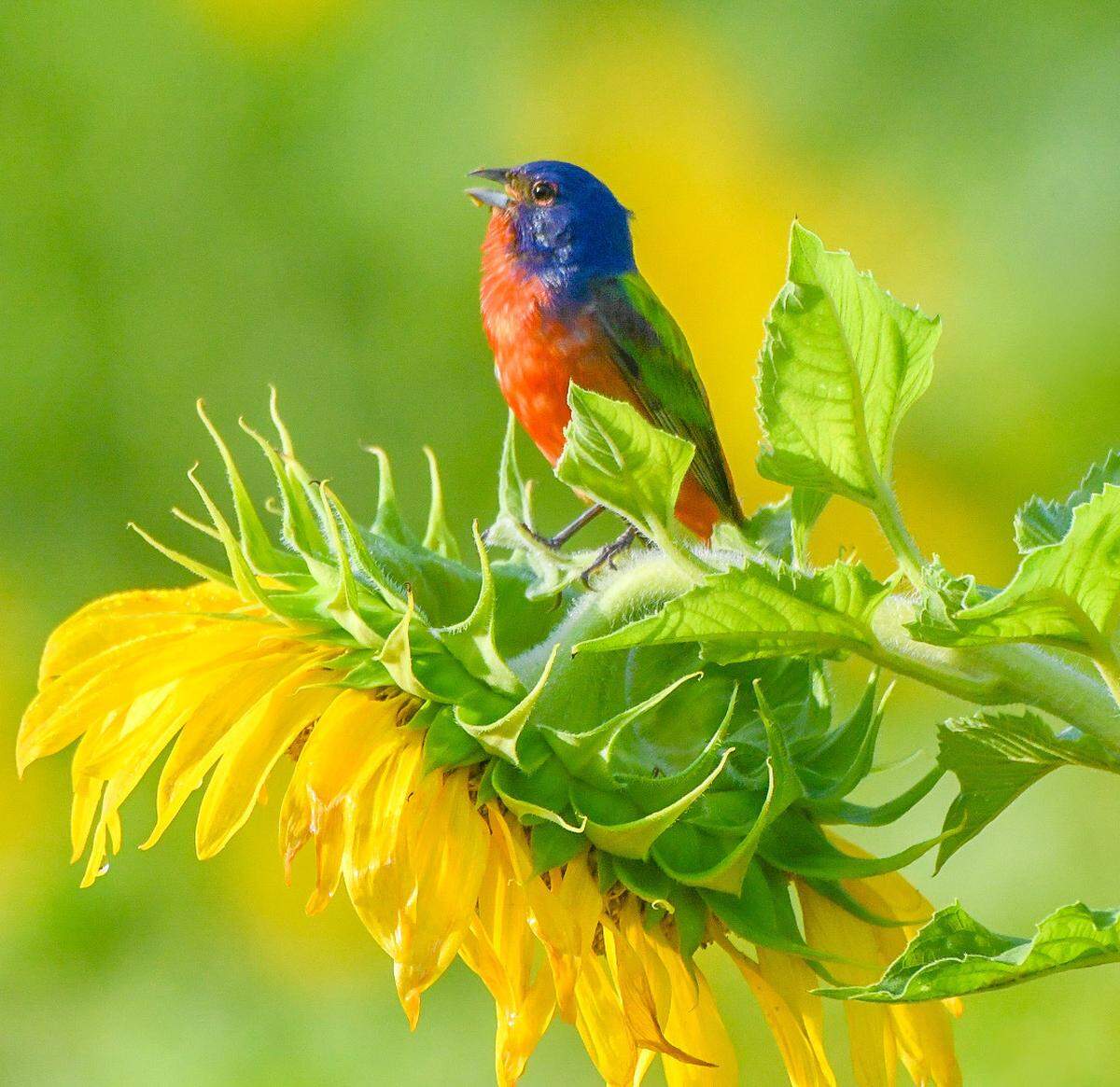 A male painted bunting shows off its stunning colors and singing voice from a perch on a sunflower at St. Helena Island July 13.