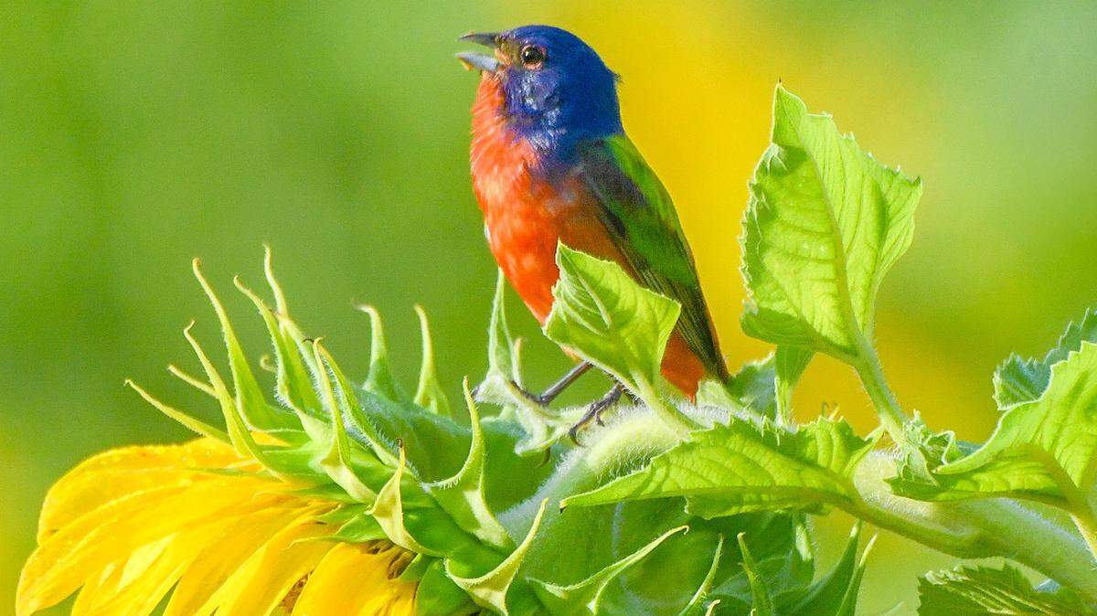 A male painted bunting shows off its stunning colors and singing voice from a perch on a sunflower at St. Helena Island July 13.