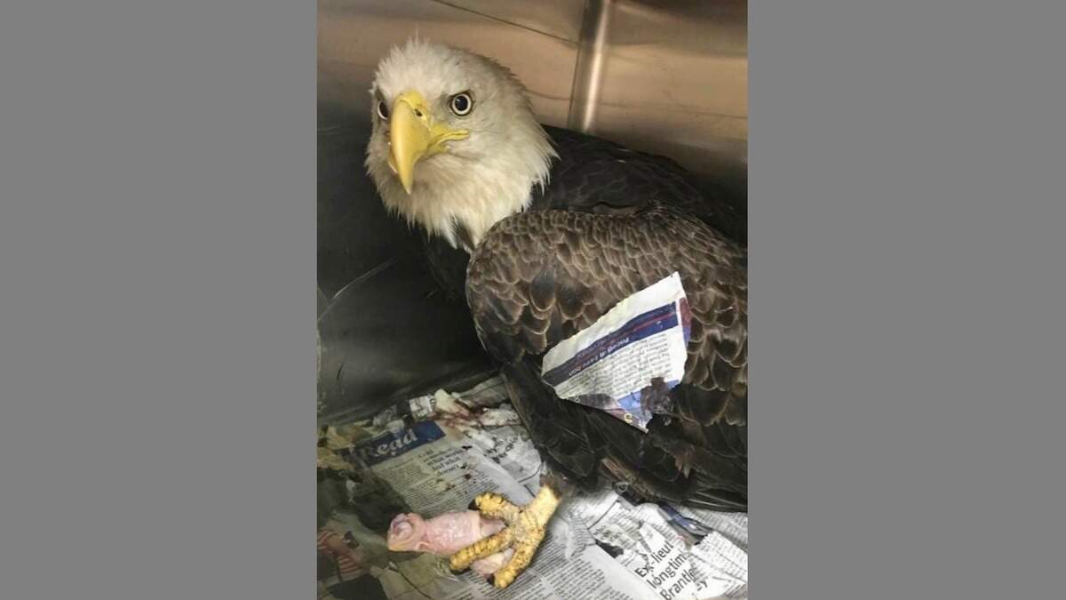 A bald eagle with a fractured wing was kept for the weekend at the Port Royal Veterinary Hospital and then transferred to the Center for Birds of Prey in Awendaw.