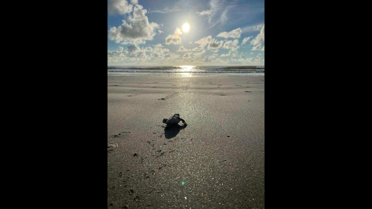 A loggerhead turtle, a straggler, makes a run for the ocean at Hunting Island, moments after hatching and leaving the beach nest.
