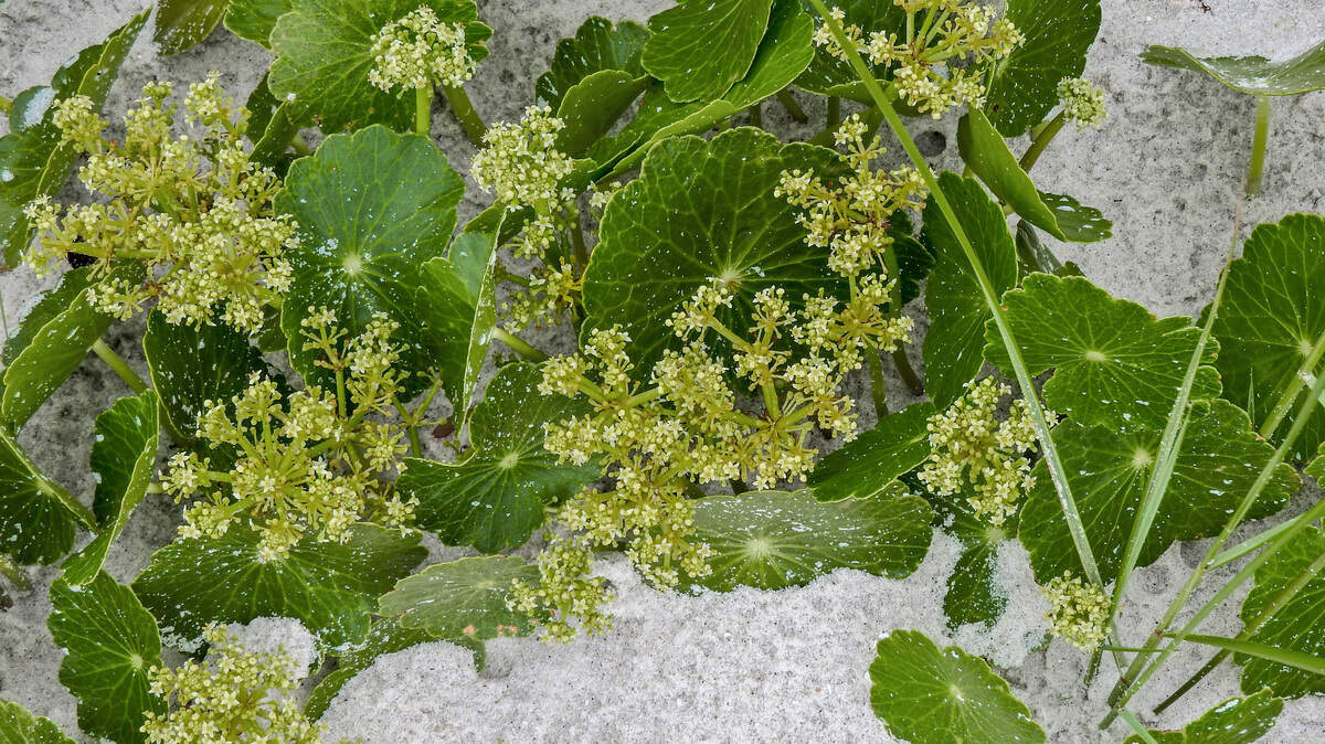 Pennywort has circular leaves with scalloped edges and clusters of tiny, white flowers.
