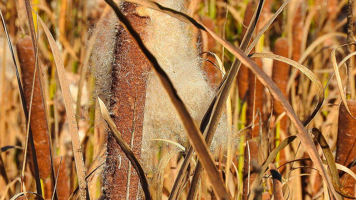 For centuries, various parts of cat-tails, a ubiquitous marsh plant, have been valued as a year-round food source.