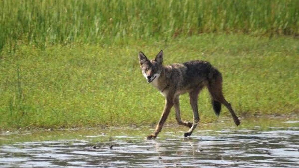 FILE: A coyote photographed on Pinckney Island on Sept. 19, 2014.