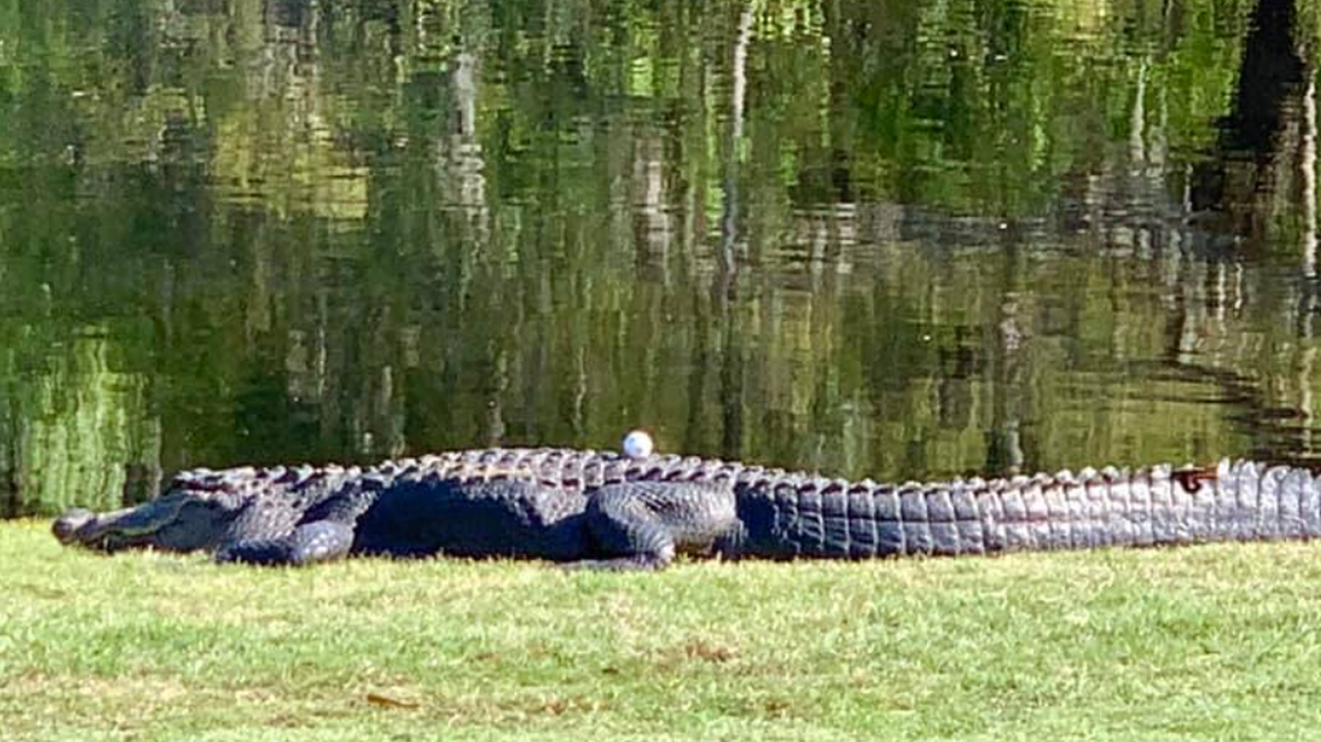 A golfer’s ball land on top of an alligator at a course in Okatie, SC.