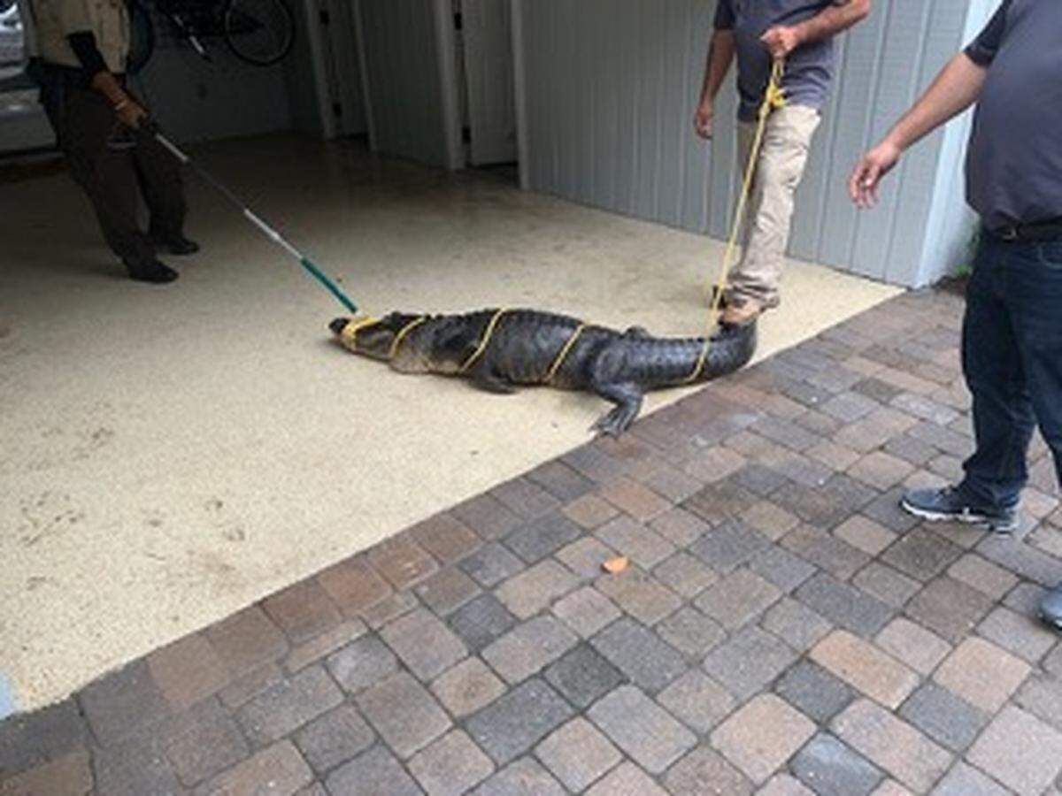The alligator that walked into Barbara and Bob Baroni’s carport and broke into a workshop is tied up shortly before being removed from their property on Thursday, Nov. 15, 2018, on Hilton Head Island, S.C.