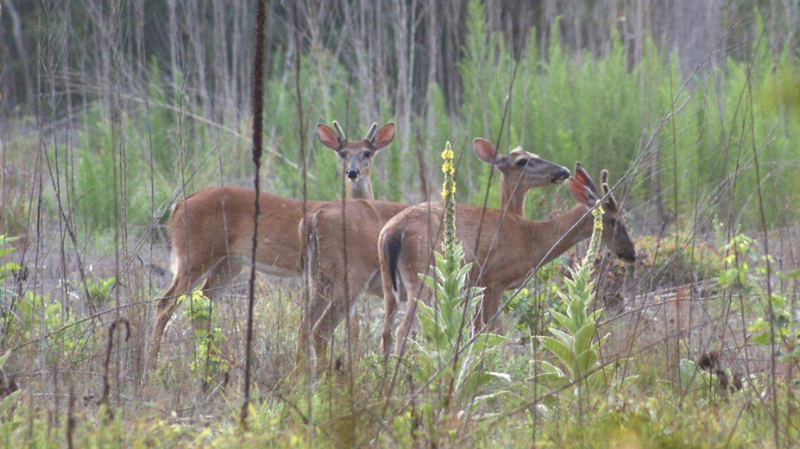 Oh, deer. ‘Tis the time of the year to be on the lookout for these beautiful animals