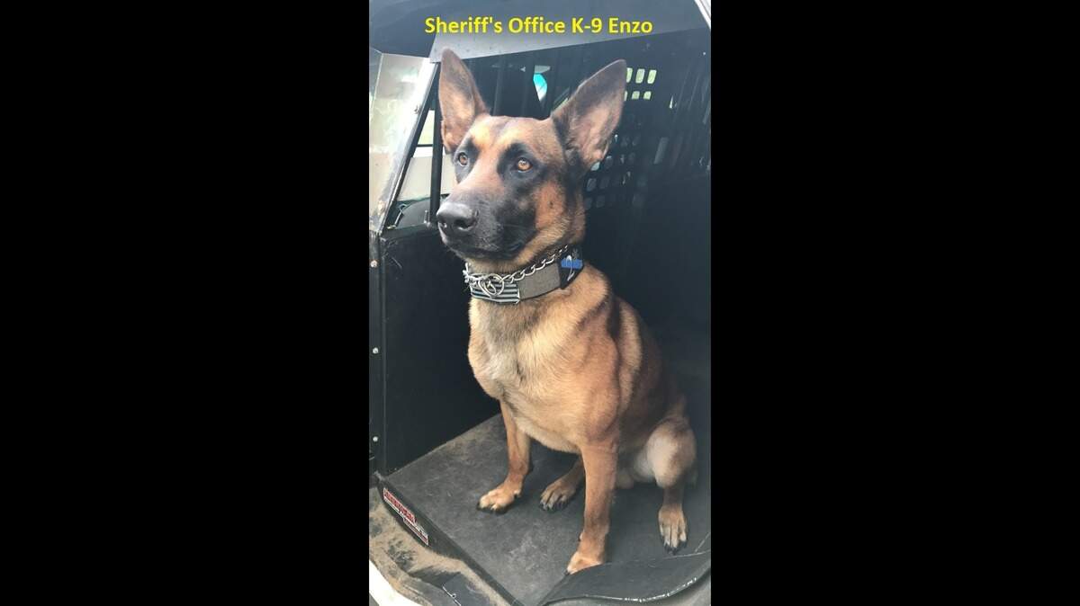 K9 Enzo of the Beaufort County Sheriff’s Office