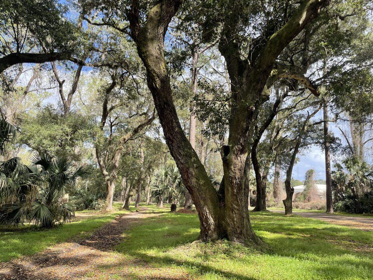 The Sea Pines Forest Preserve, photographed near Fish Island on March 12, 2026. The exact location of the upcoming bicycle-friendly trail has not been confirmed.