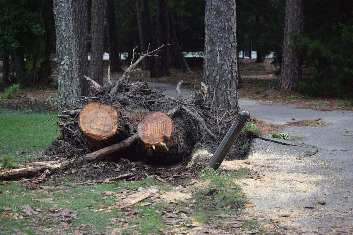 Trees fell in Sea Pines near Harbour Town after Tropical Storm Elsa swept through the Lowcountry in July 2021.