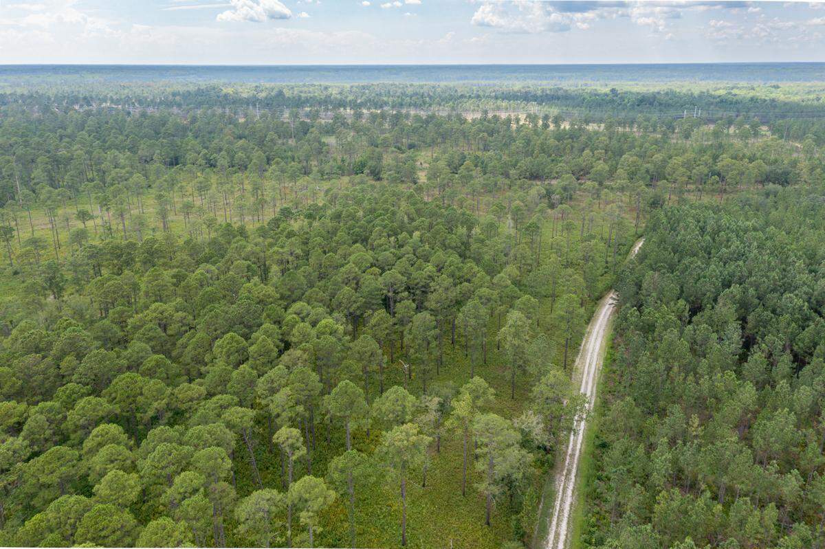 The Nature Conservancy and the Open Space Institute are partnering to permanently protect more than 7,300 acres in Coastal South Carolina’s Hampton and Jasper Counties including these longleaf pine forests.
