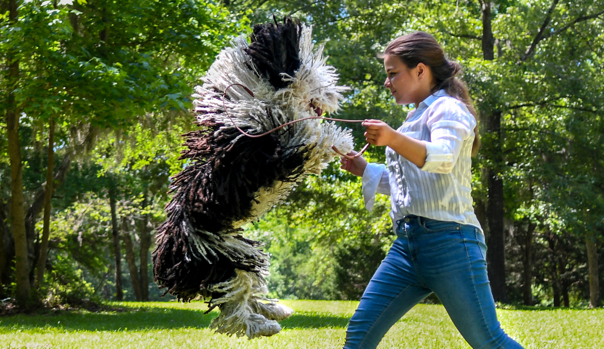 Kadence Lancaster, 15, works with Hef, a Spanish water dog on May 21, 2024 near their home in Ridgeland, S.C. Hef won best of breed competition at the 2024 Westminster Kennel Club at Arthur Ashe Stadium in Queens, New York City.