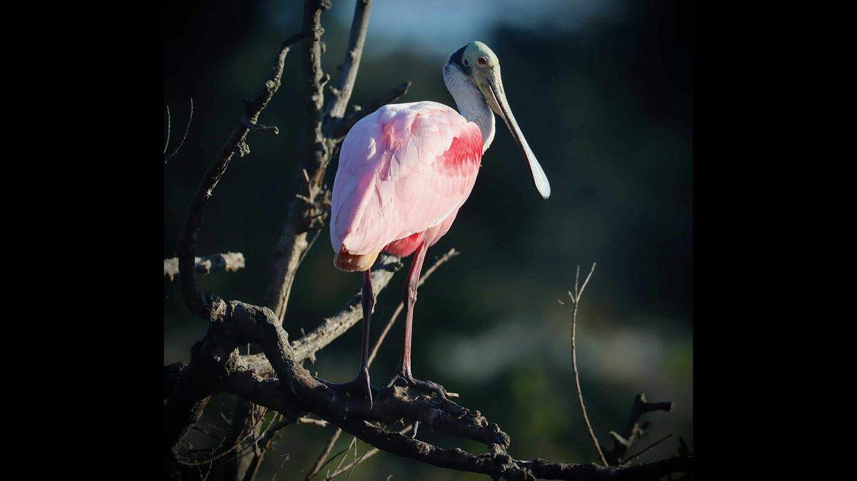 A roseate spoonbill at the Cypress Wetlands in Port Royal Monday morning.