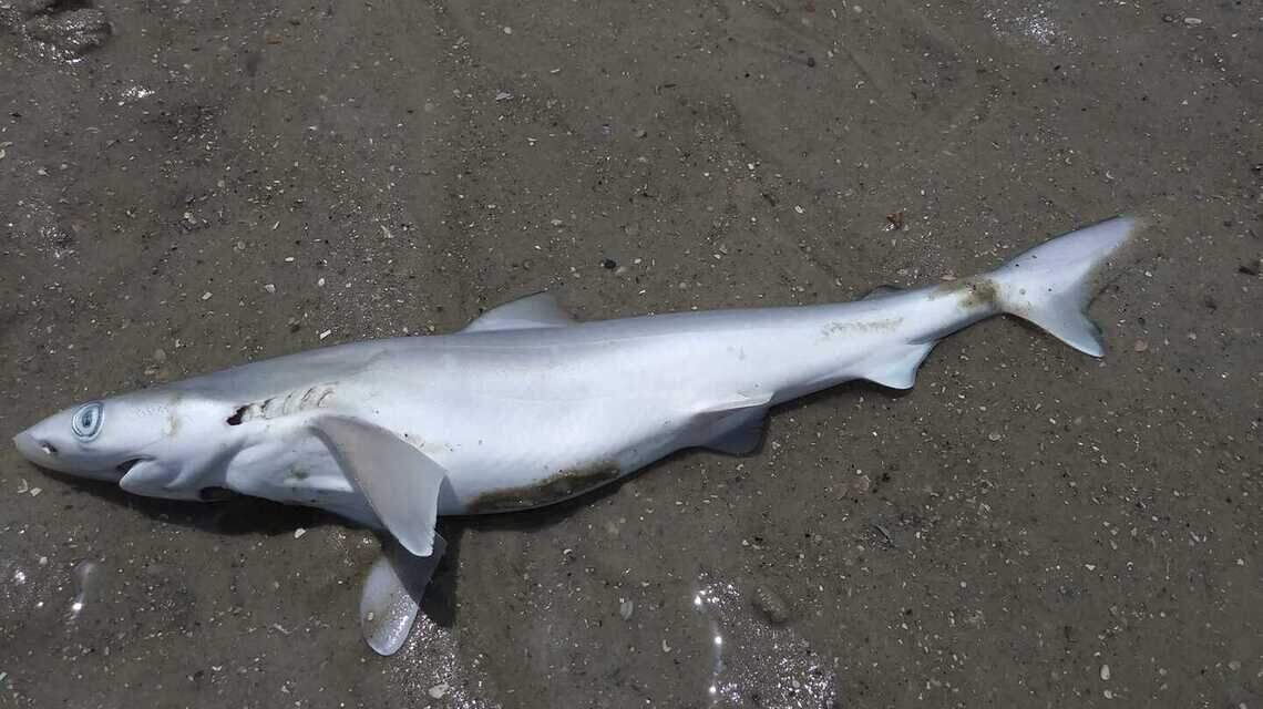‘It’s just cruel’: Shark fishing on Hilton Head beaches is illegal. Why do we keep seeing it?